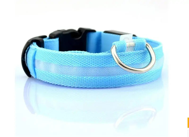 dog led night collar