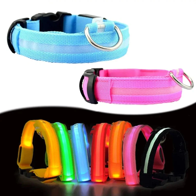 dog led night collar