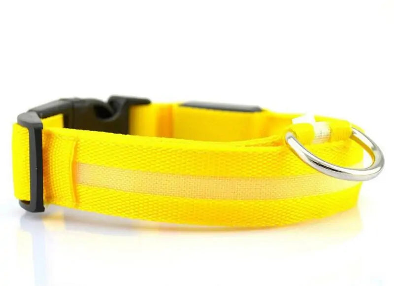 dog led night collar