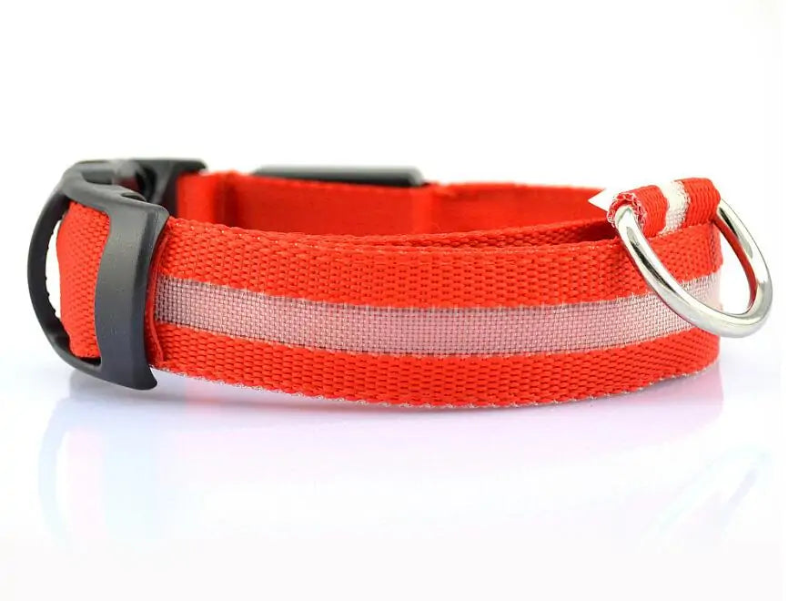 dog led night collar