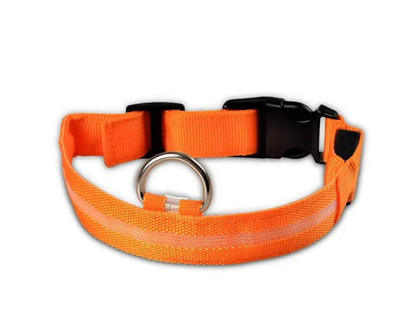 dog led night collar