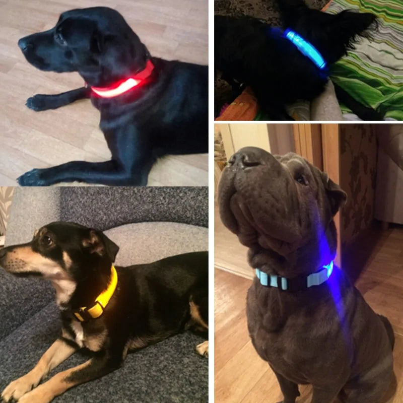 dog led night collar