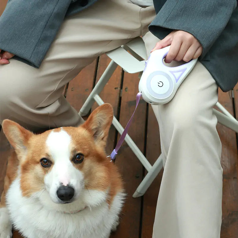 rechargeable led dog leash