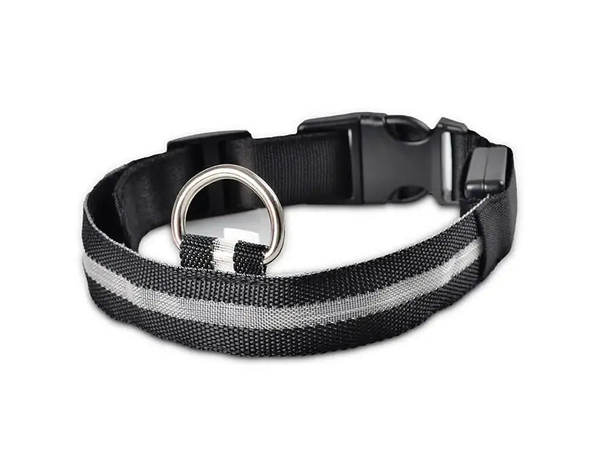 dog led night collar